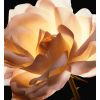 Dior Prestige La Crème Textura Fina