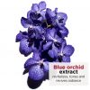 Óleo de tratamento facial de orquídea azul